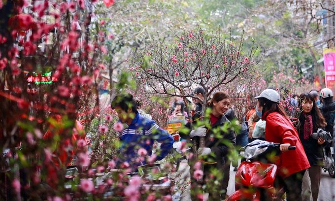 Ngày Tết không thể thiếu những cành đào