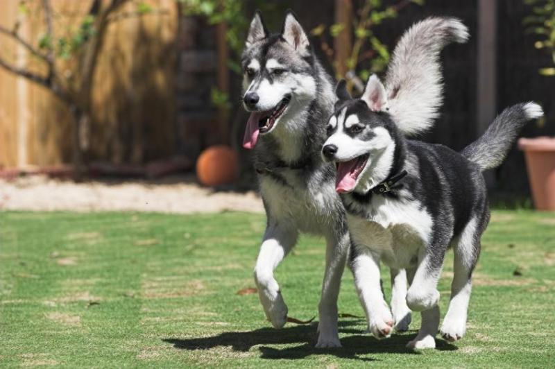 Chó Huskies