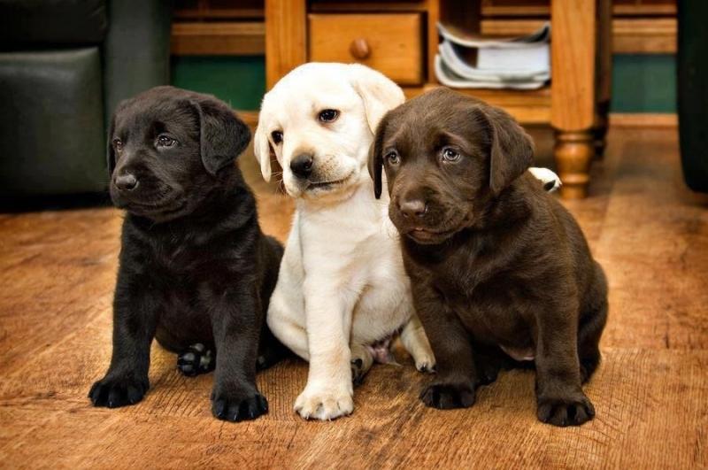 Chó Labrador