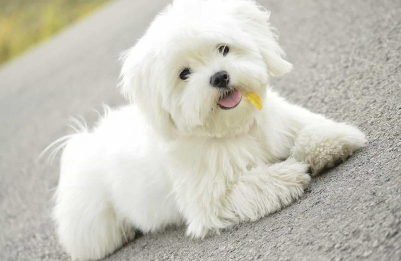 Chó Maltese