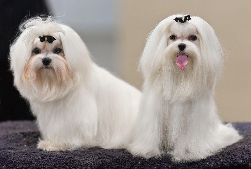 Chó Maltese