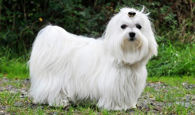 Chó Maltese