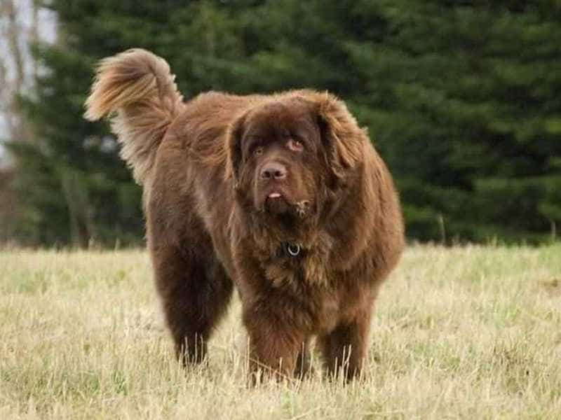 Chó Newfoundland