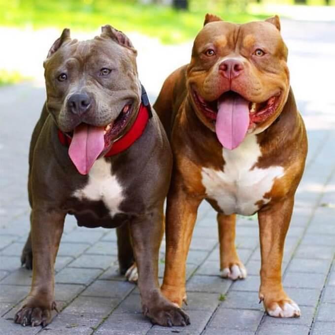 Chó Pit Bull (American Pit Bull Terrier)