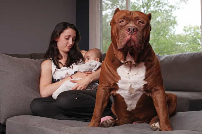 Giống chó Pit bull