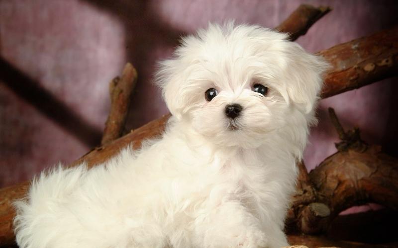 Chó Poodles