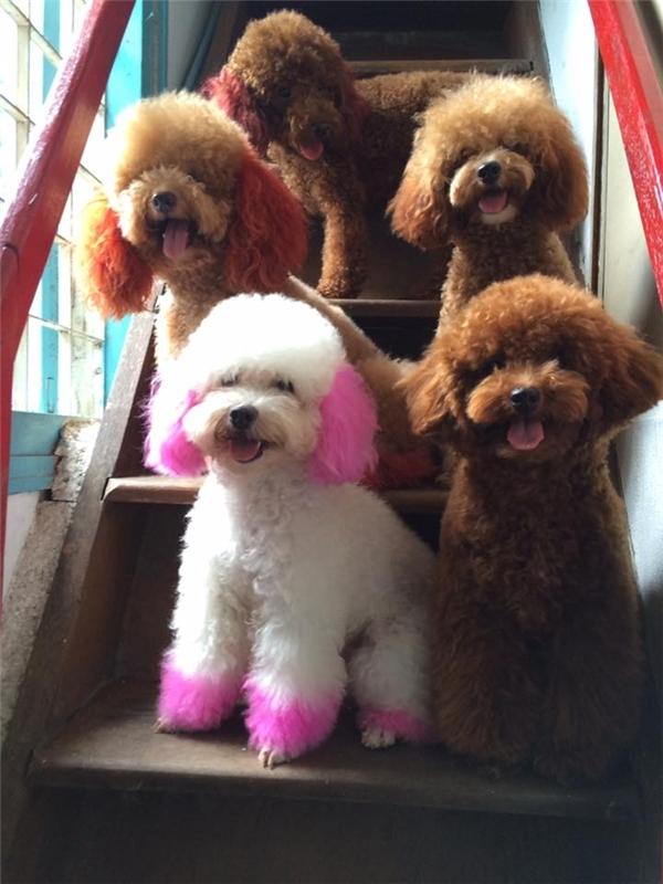 Chó Poodles