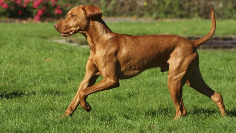 Chó Vizsla
