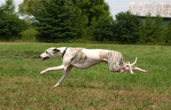 Chó Whippet