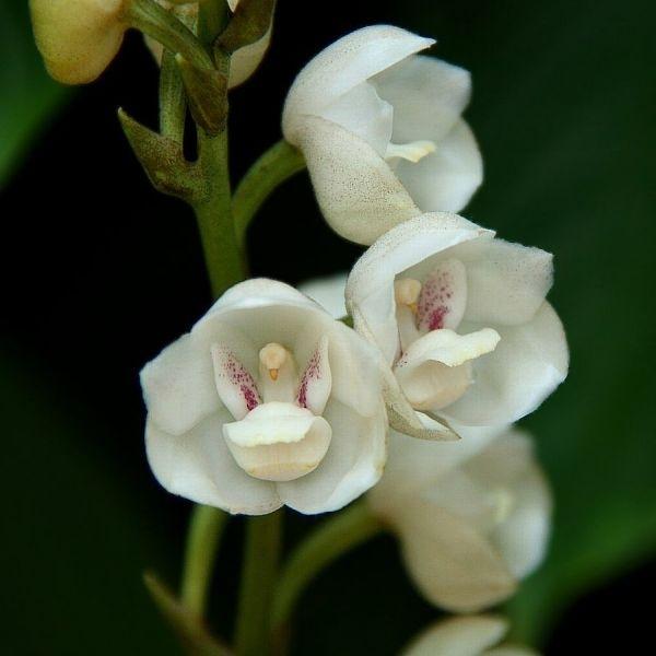 Hoa bồ câu
