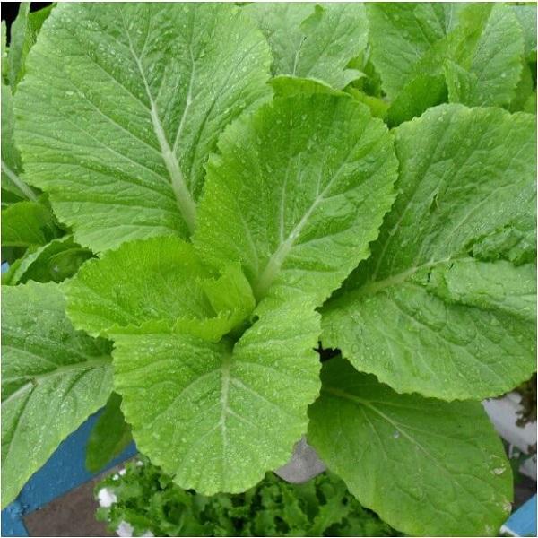 Chữa bệnh gút bằng bài thuốc từ cải bẹ xanh