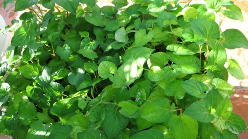 Rau diếp chữa bệnh sỏi thận