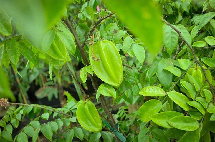 Chữa bệnh tổ đỉa bằng lá khế