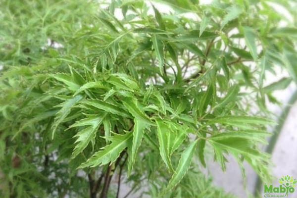 Chữa tắc tia sữa bằng lá đinh lăng