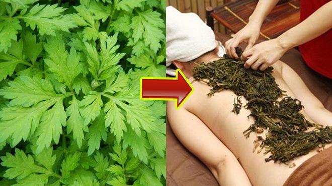 Chữa thoát vị đĩa đệm bằng ngải cứu rang muối