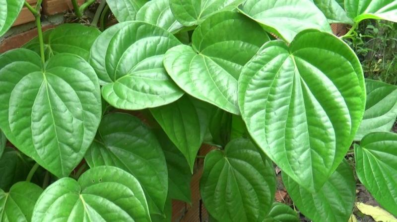 Chữa viêm lỗ chân lông bằng lá trầu không