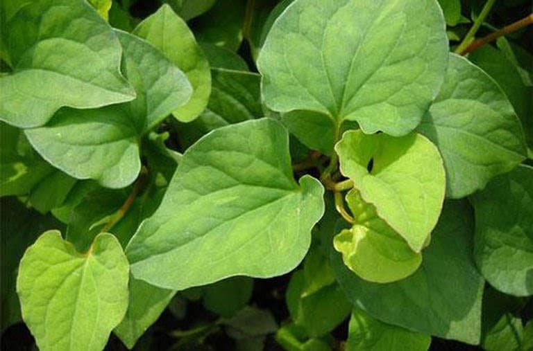 Chữa viêm họng bằng rau diếp cá