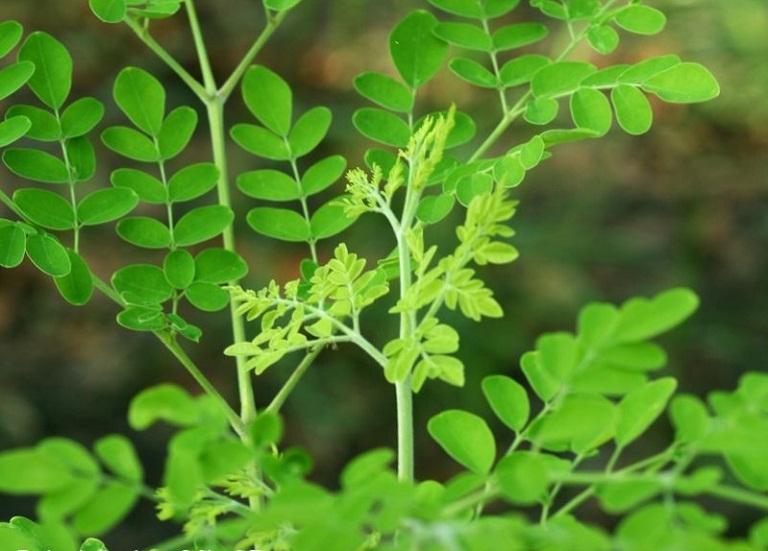 Lá chùm ngây giúp điều trị ung thư tuyến tiền liệt