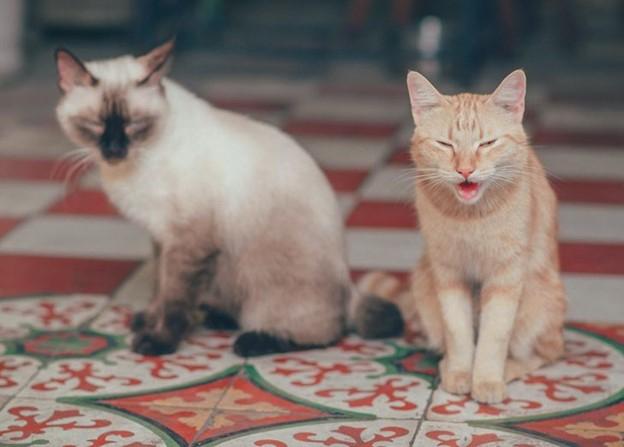 Chúng ta chọn thú cưng dựa trên tiêu chí màu sắc của lông