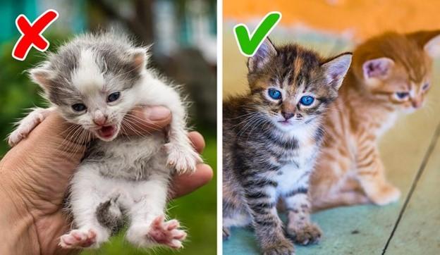 Chúng ta nhận nuôi mèo con và chó con quá nhỏ