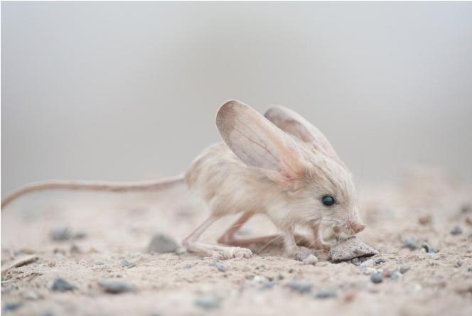 Chuột nhảy Jerboa