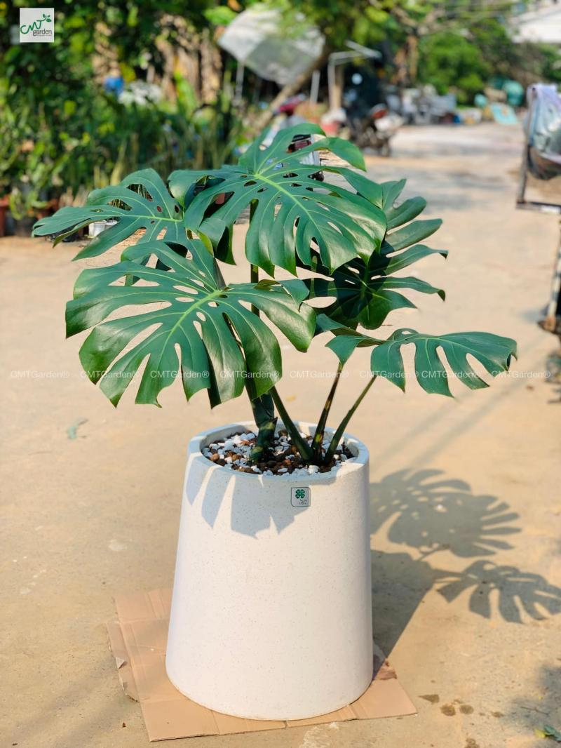 CMT Garden – Cây Xanh Trang Trí Đà Nẵng