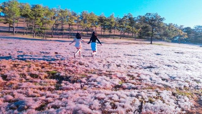 Khung cảnh ngập tràn sắc hồng, lãng mạn như bạn đang ở Châu Âu.
