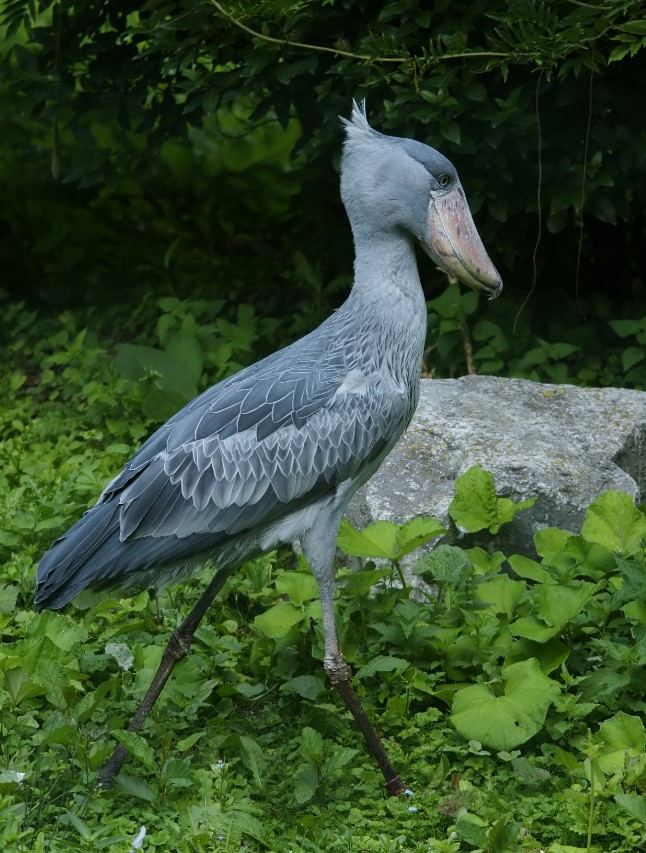 Cò mỏ giày