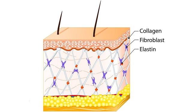 Collagen giúp làn da trẻ khỏe