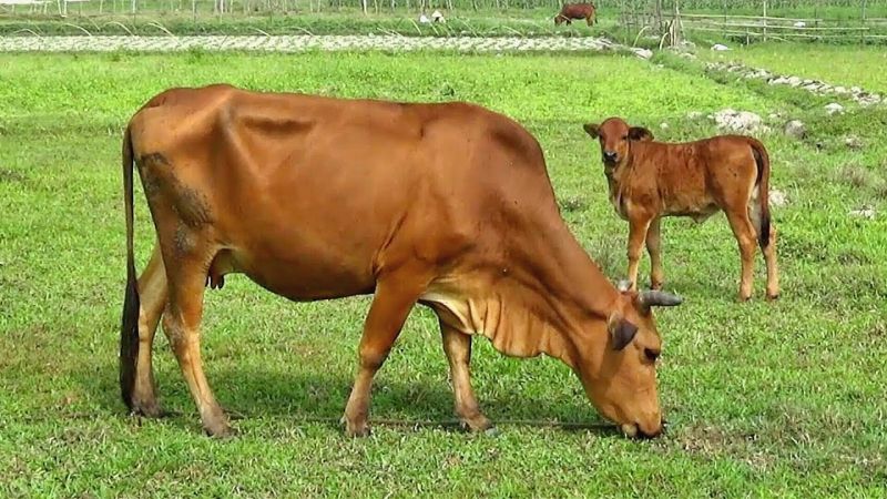 Truyện cười ngắn hại não liên quan đến con vật