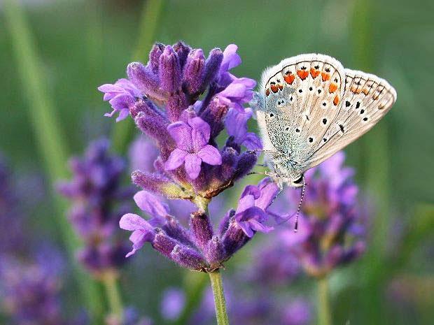 Xu thế tặng Lavender