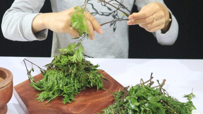 Nước lá đinh lăng