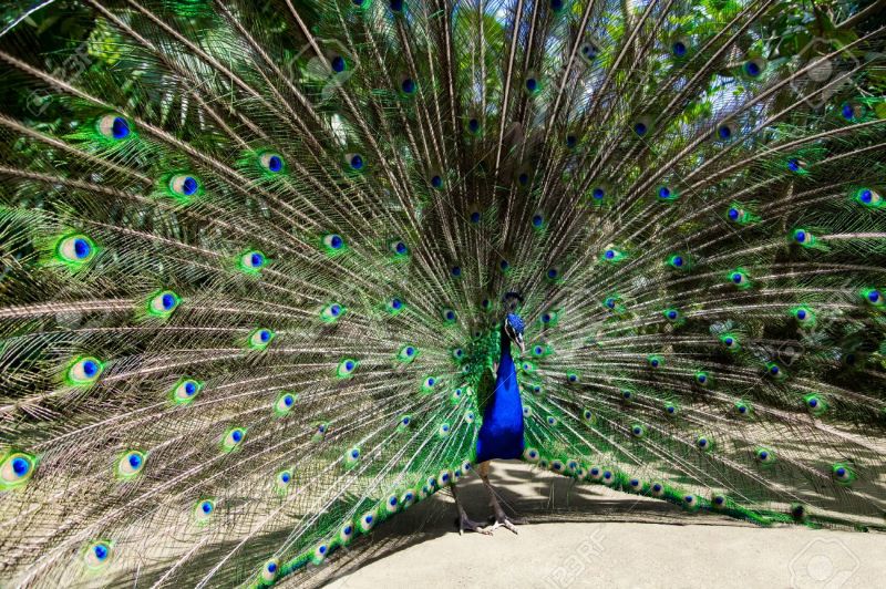 Công (Pavo)