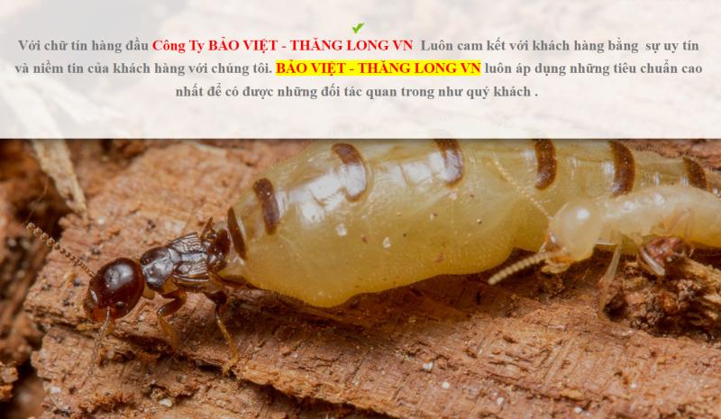Công ty Bảo Việt - Thăng Long