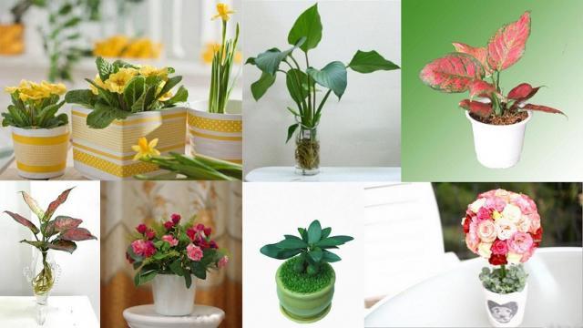 Cây Cảnh Phú Đạt