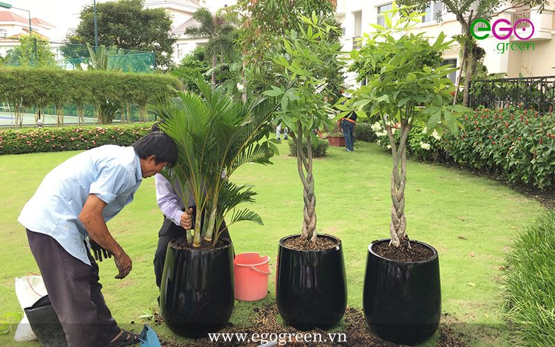 Công ty TNHH Cảnh quan xanh EGO Việt Nam