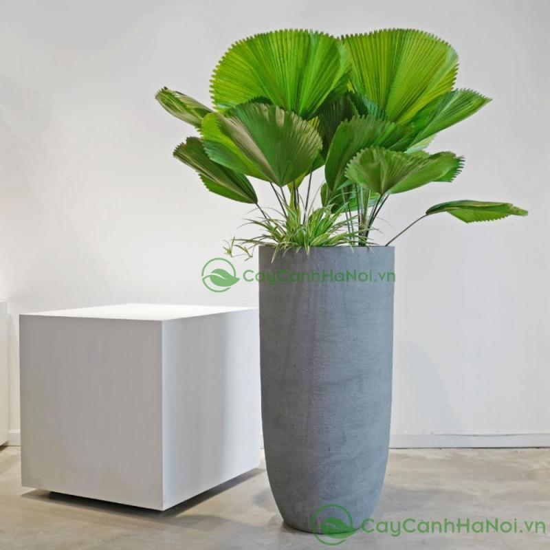 Công ty TNHH MTV Cây Cảnh Hà Nội
