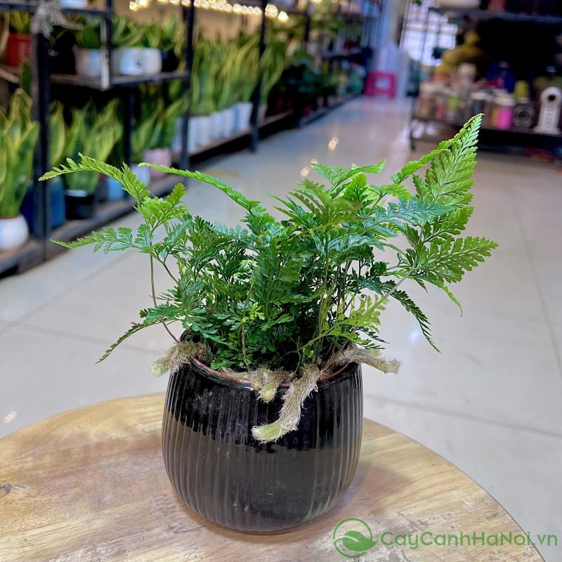 Cây cảnh Hà Nội