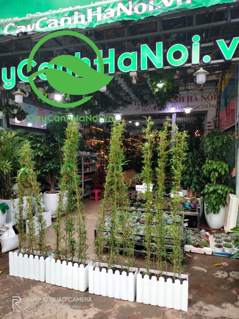 Công ty TNHH MTV Cây cảnh Hà Nội
