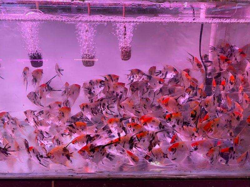 Cửa Hàng Cá Kiểng 1A