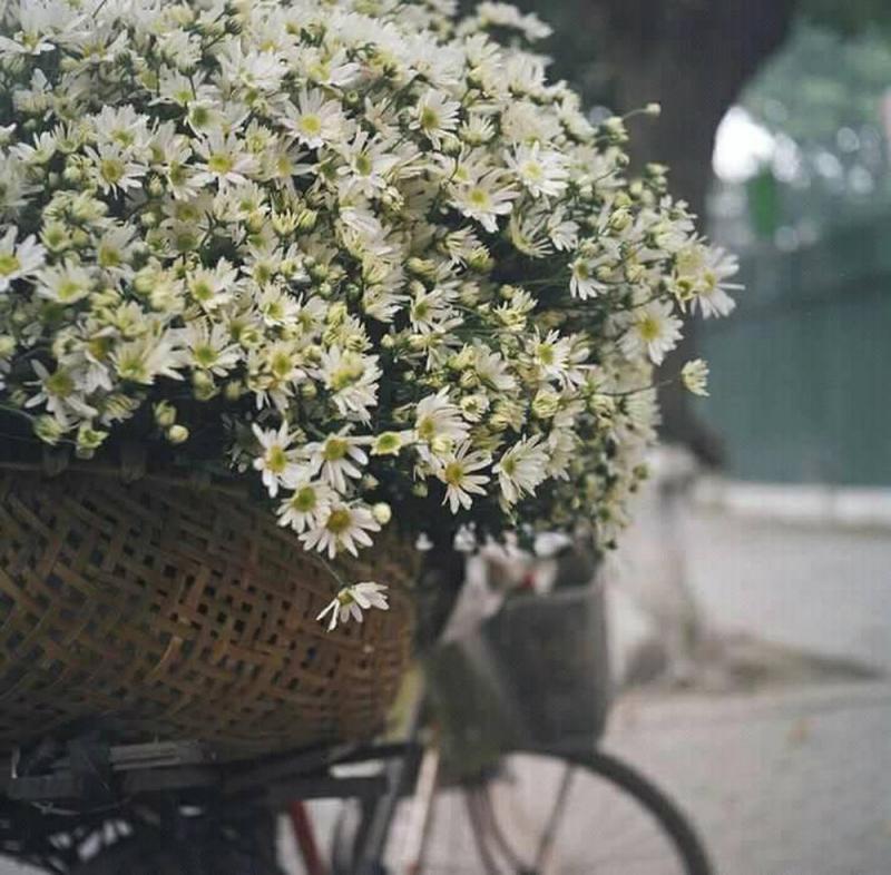 Cúc họa mi