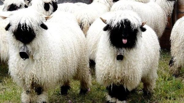 Cừu mũi đen Valais