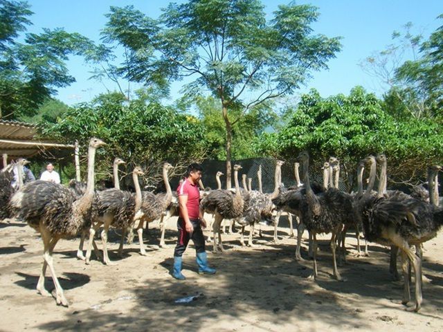 Đà điểu có thể tồn tại trong thời gian dài mà không cần nước