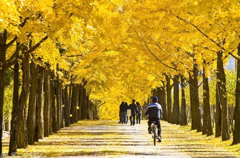 Con đường lá vàng đẹp đến mê hồn trên đảo Nami