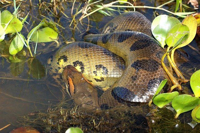 Rắn Dark-spotted anaconda