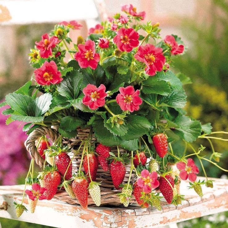 Những chùm dâu tây sai trĩu cùng với màu sắc tươi mới tô điểm cho khu vườn thêm xinh
