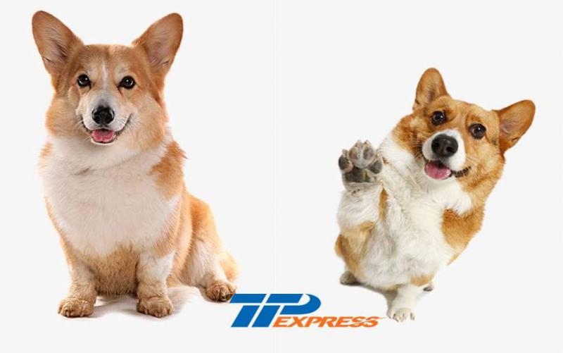 TTP Express cung cấp dịch vụ vận chuyển chó mèo
