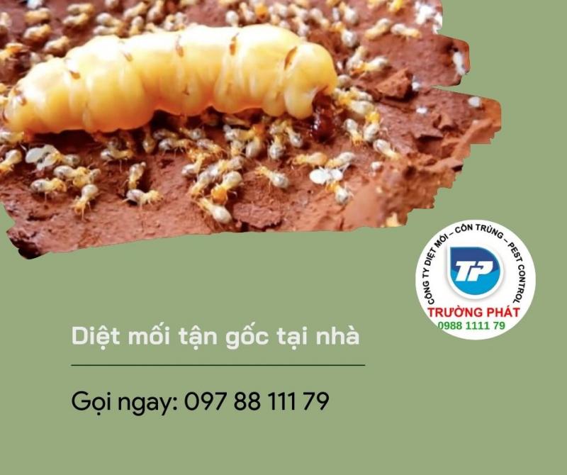 Diệt Mối Và Diệt Côn Trùng Trường Phát