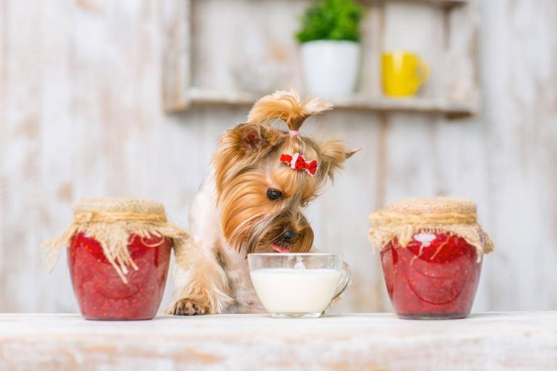 Đồ chơi của thú cưng dễ mang mầm bệnh