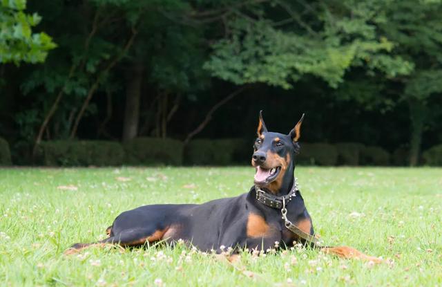 Dobermann Pinscher